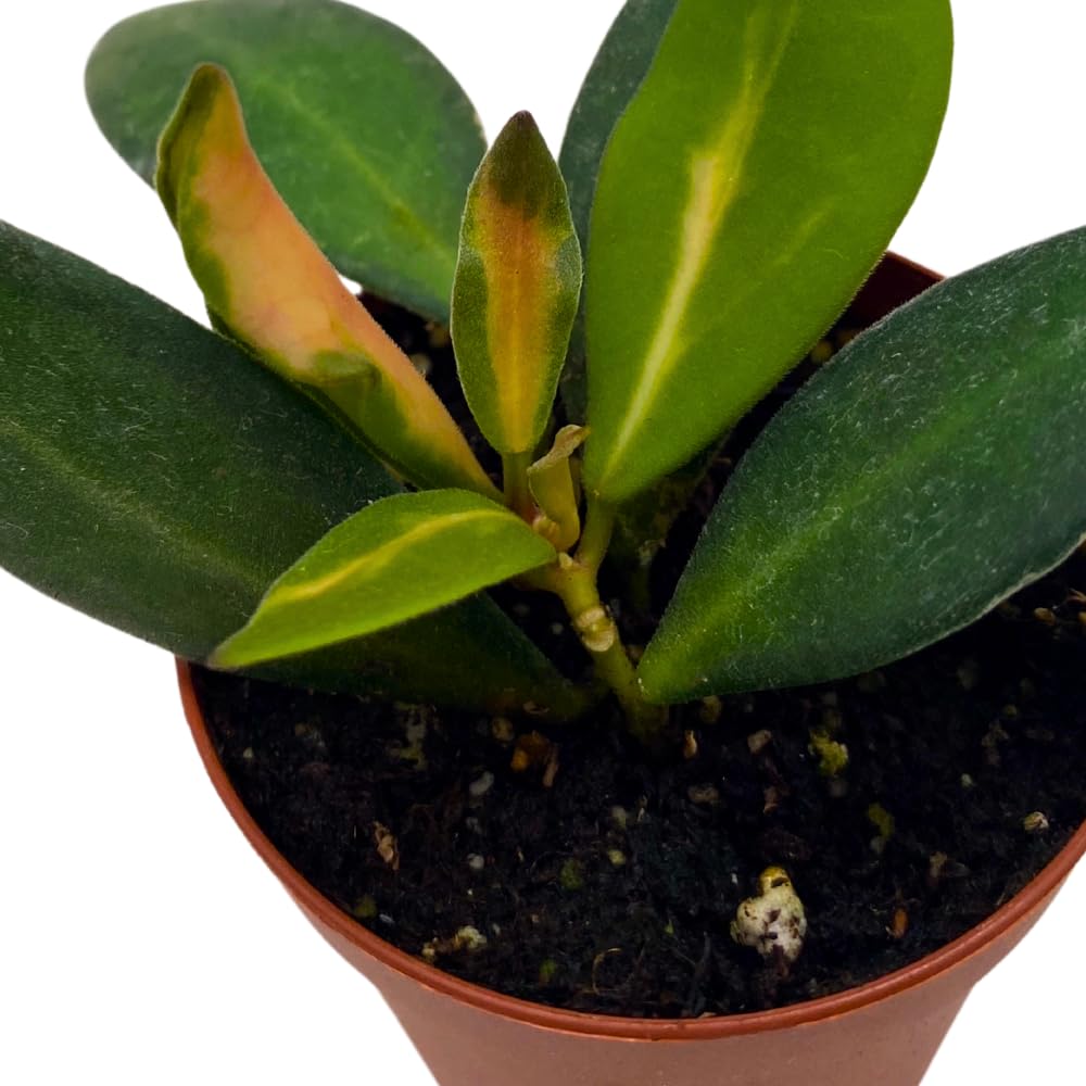 BubbleBlooms Hoya Ds-70 Variegated burtoniae in a 2 inch Pot Tiny Mini Pixie Plant