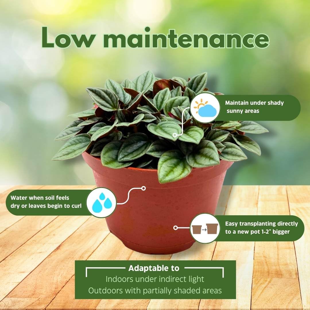 BubbleBlooms Peperomia Frost in a 6 inch Pot Platinum, carperata albovittata, Wrinkle Krinkle Leaf