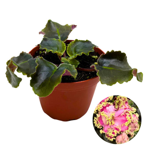 Harmony Foliage African Violet LE Hydrangea 4 inch Pink White Ruffle Flower