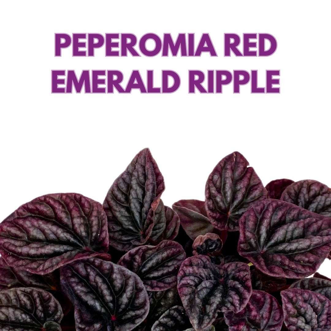 Peperomia Luna Red Ripple in a 6 inch Pot
