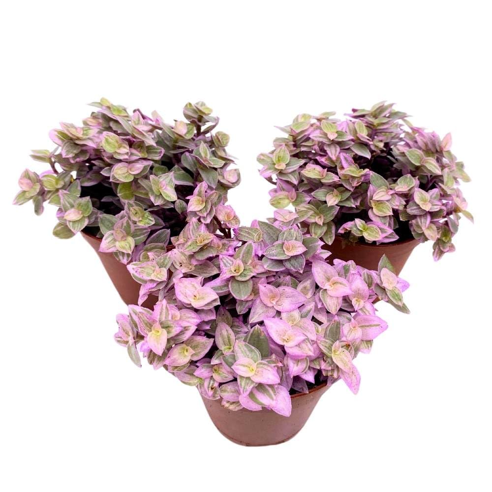 Tradescantia Pink Panther 2 inch Set of 3 Callisia repens Rosato Pink Turtle Pink Lady Tiny Mini Pixie Plants