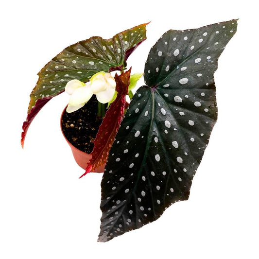 Harmony's Quasimodo Angel Wing Hybrid Cane Begonia Latest Cultivar in a 4 inch Pot