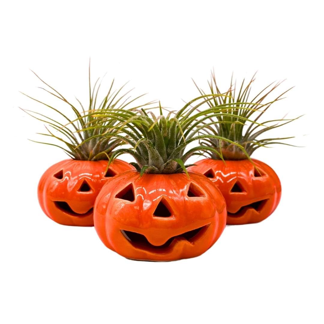 BubbleBlooms Halloween Ceramic Pumpkin Set of 3 Jack-o-Lantern Air Plant Holder Resin Art Sculpture Hand Made