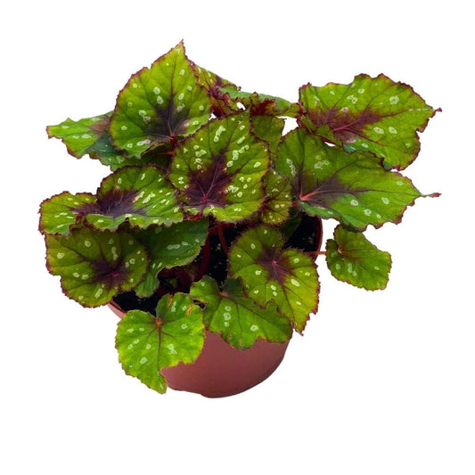 Harmony's Grinch Begonia Rex Green and Red with White Spots