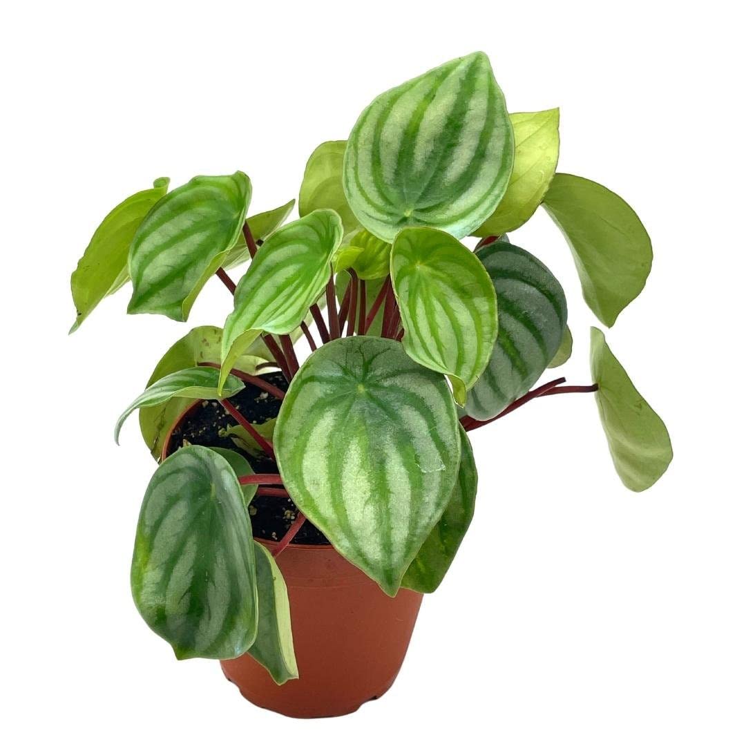 Watermelon Peperomia, Peperomia argyreia, Water Melon Begonia, in a 4 inch Pot, Live Rooted Potted Rare Succulent