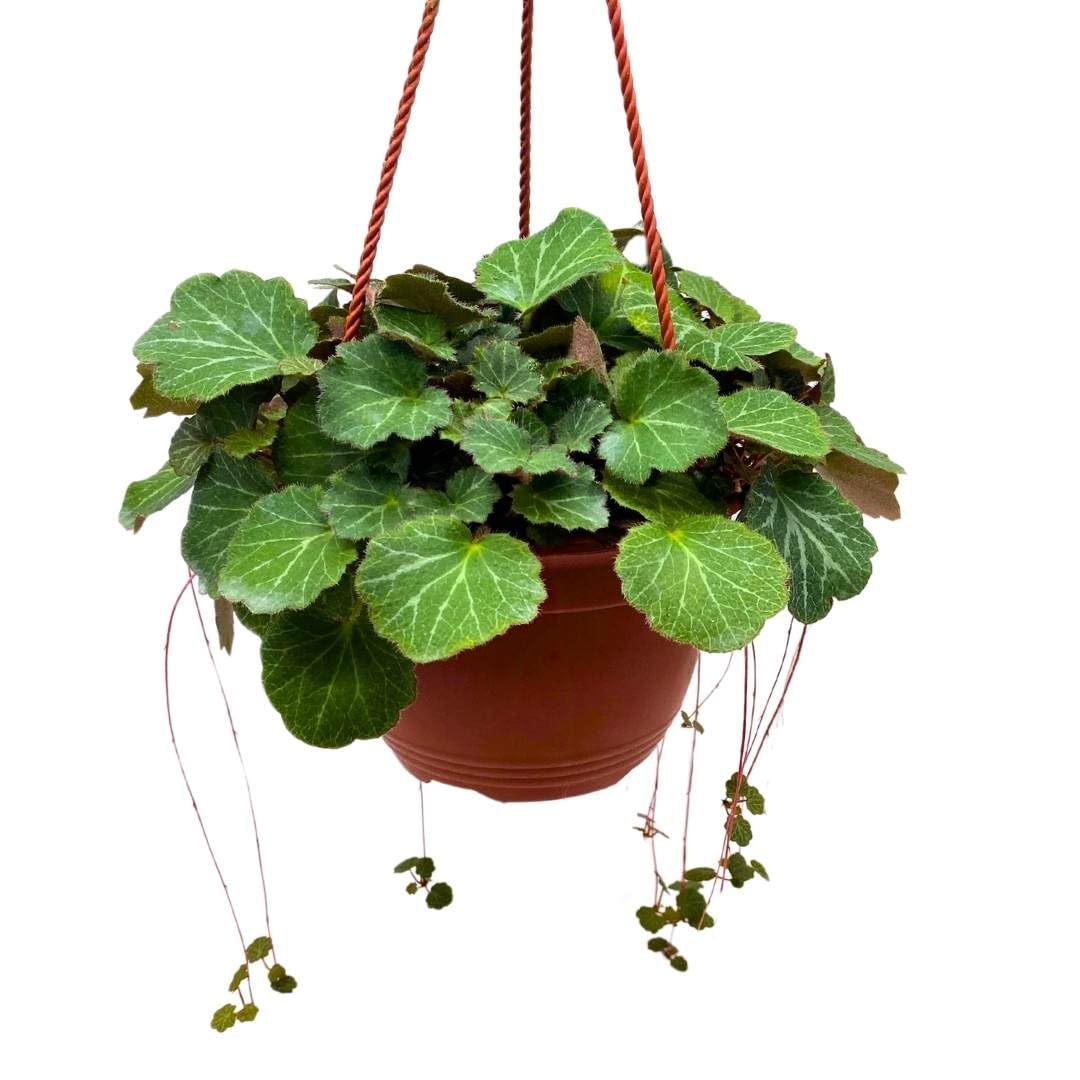 Harmony Foliage Strawberry Begonia Creeping Saxifraga in a 6 inch Hanging Basket