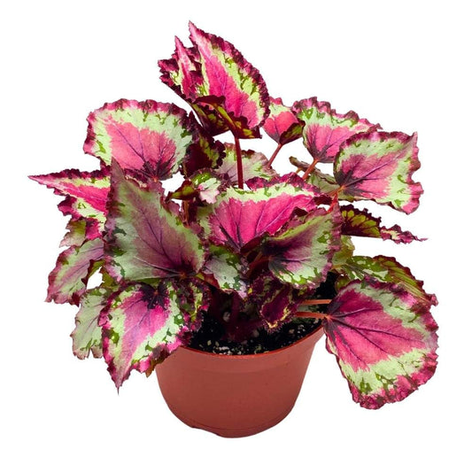 Harmony's Red Star Begonia Rex 6 inch Reddish Pink