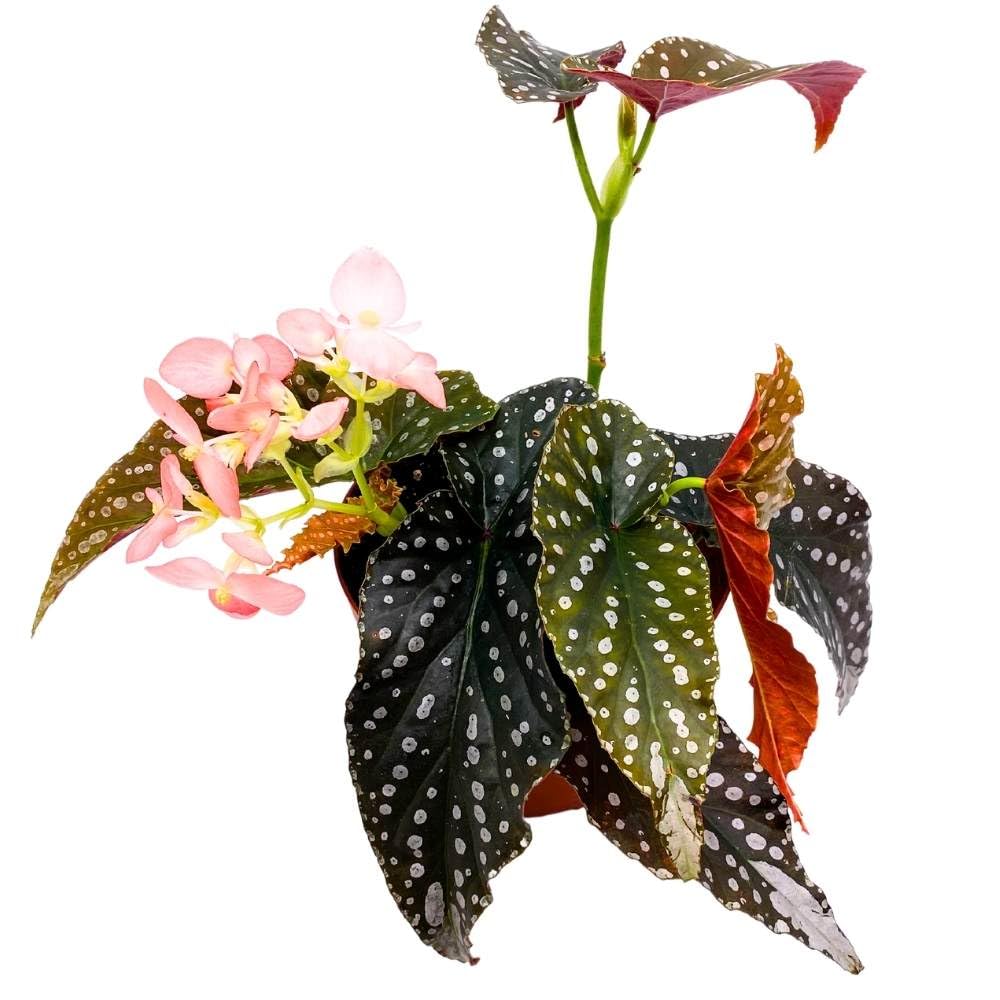 Harmony's Charisma Angel Wing, 6 inch Cane Begonia Huge Silver Tip Pink Flower Polkadots Jagged