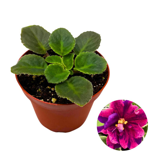 Harmony Foliage African Violet VaT Real Life 4 inch Purple Red Flower