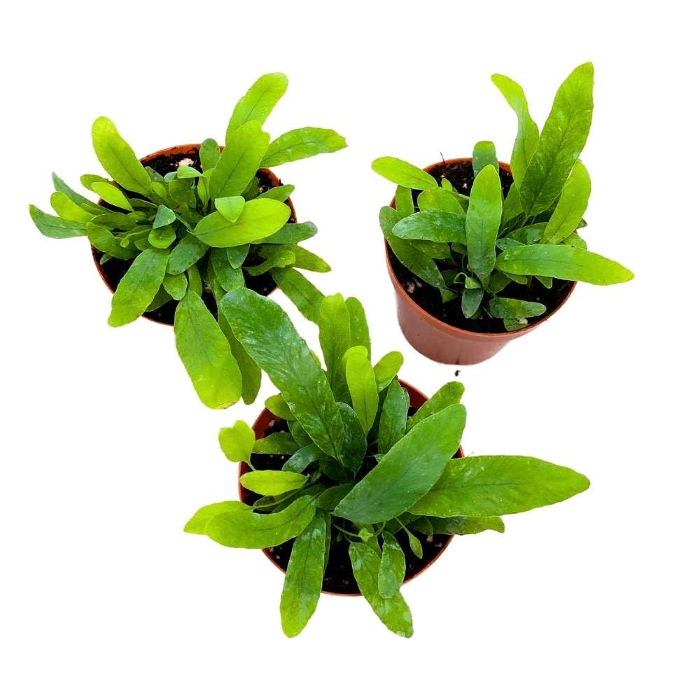 Blue Star Fern 2 inch Set of 3 Phlebodium aureum Tiny Mini Pixie Plants