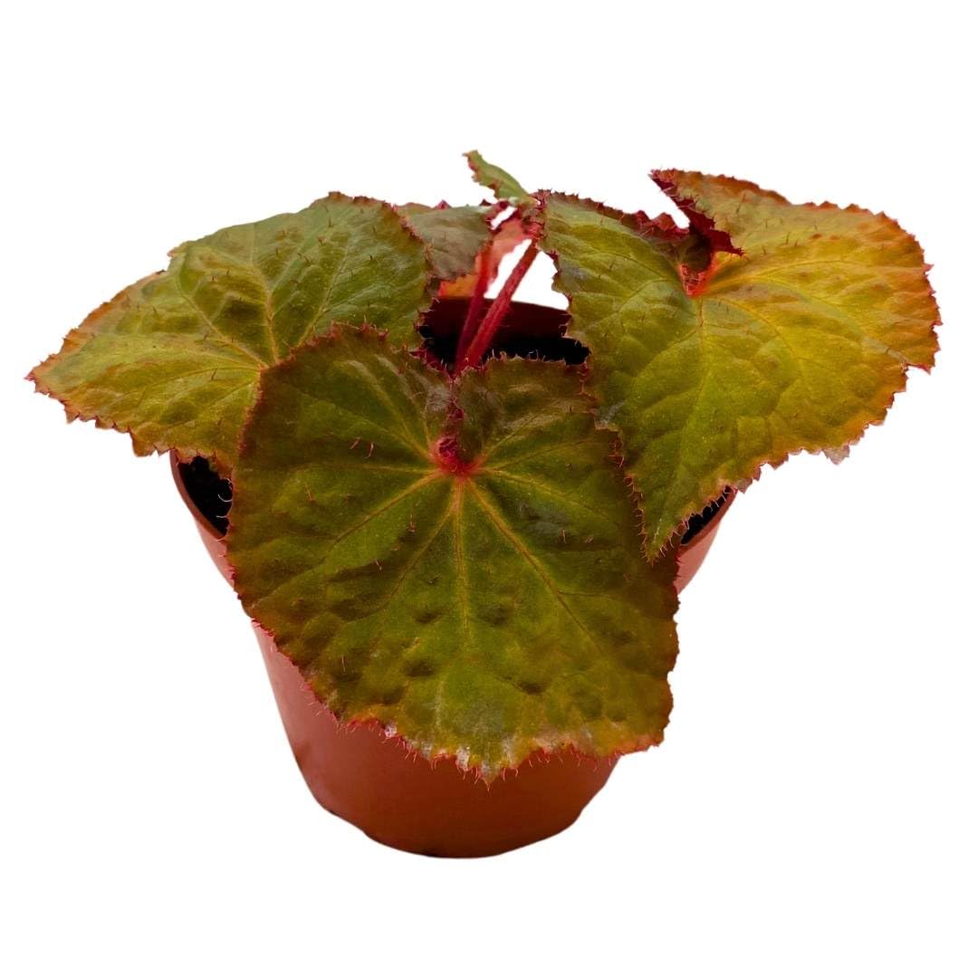 Harmony Foliage Begonia Midnight Magic 6 inch Brown Green Rhizomatous Rhizo