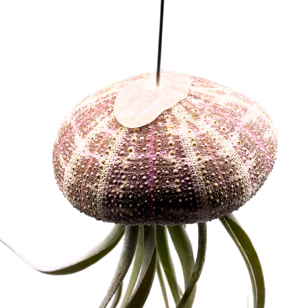 BubbleBlooms Small Tillandsia Jellyfish, Cute Hanging air Plant with Seashell