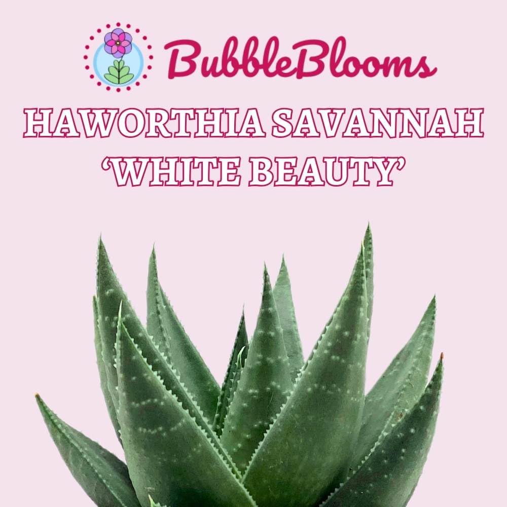 BubbleBlooms Haworthia Savannah White Beauty in a 4 inch Pot