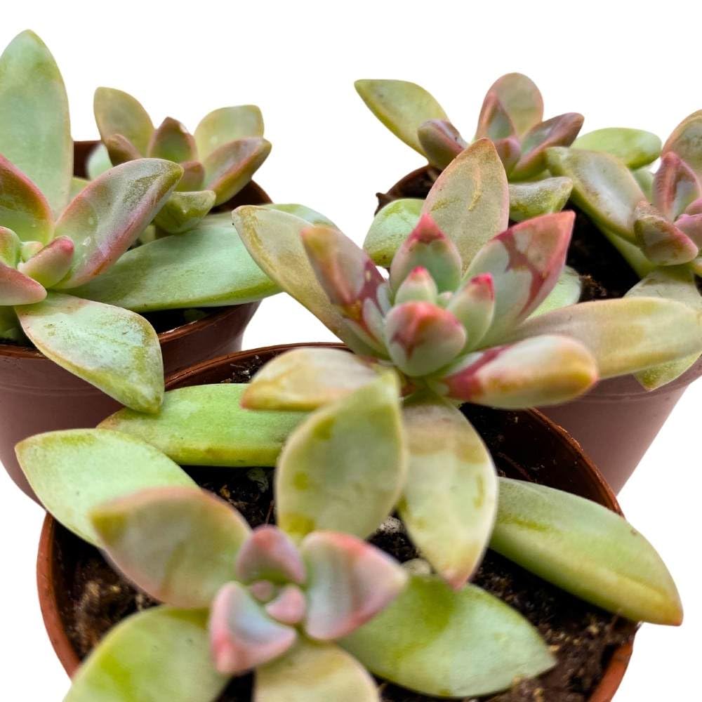 Graptoveria Blue Pearl, 2 inch Set of 3, Pink Tipped Succulent Tiny Mini Pixie