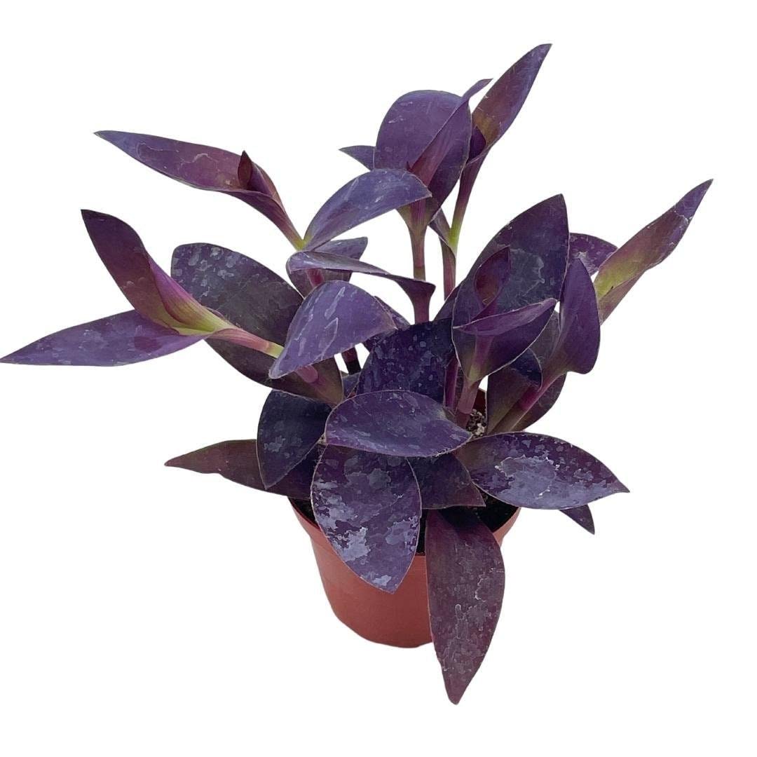 Tradescantia pallida, Purple Heart, 4 inch, Wandering Jew, Purple Queen, Walking secretia