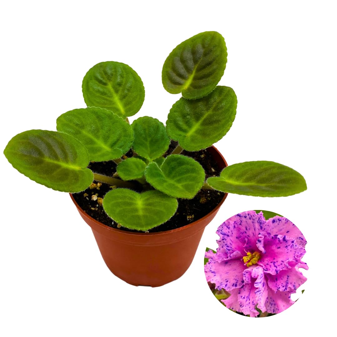 Harmony Foliage African Violet RS Serpentine 4 inch Pink Flower