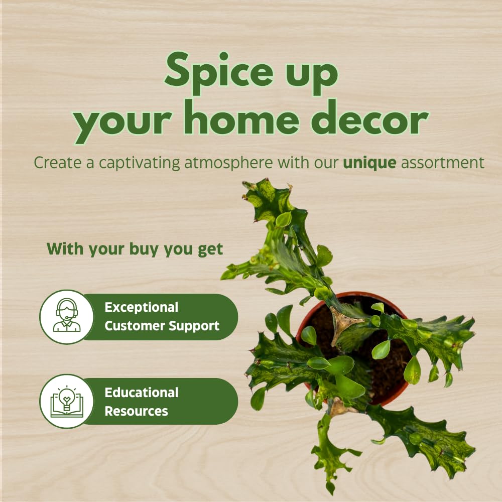 BubbleBlooms Variegated African Milk Tree in a 4 inch Pot Tricolor Green and White Euphorbia Trigona