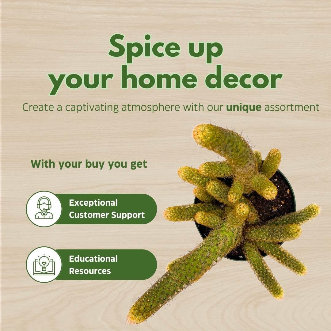 BubbleBlooms Lady Finger Cactus Copper King in a 6 inch Pot Mammillaria Elongata, Kopper Lady Fingers