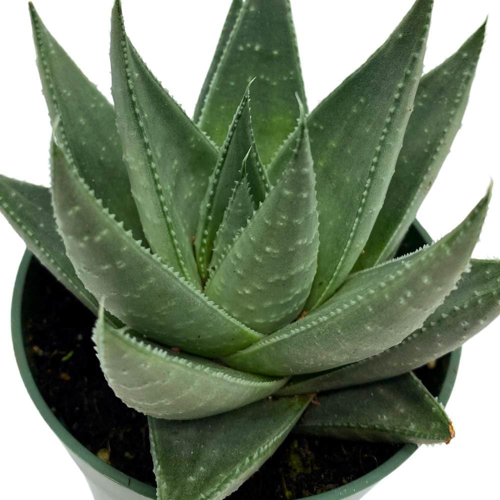 BubbleBlooms Haworthia Savannah White Beauty in a 4 inch Pot