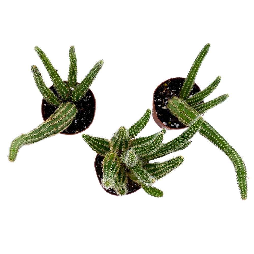 Peanut Cactus, 2 inch Set of 3, Chamaecereus silvestrii Tiny Mini Pixie Plants