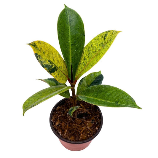 BubbleBlooms Ficus Moonshine Shivereana in a 4 inch Pot Variegated Rubberplant