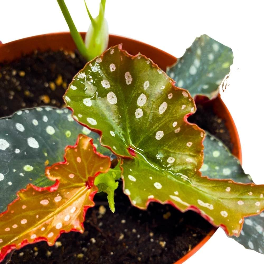 Harmony's Little Cutie Angel Wing, 6 inch Cane Begonia Huge Silver Tip Pink Flower Polkadots Jagged Narrow