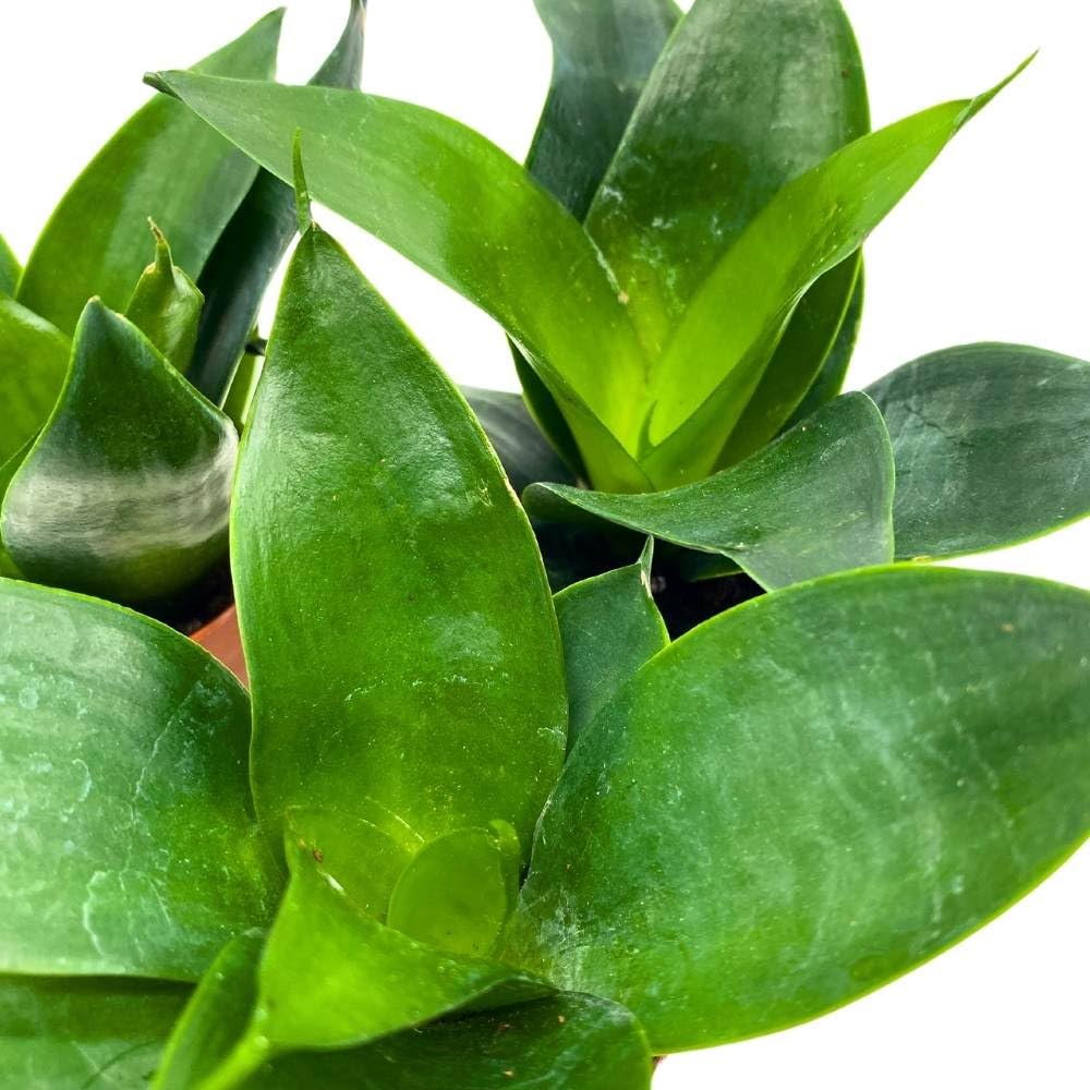 Jade Snake Plant 2 inch Set of 3 All Green Dwarf Rosette Sansevieria Tiny Mini Pixie Plants