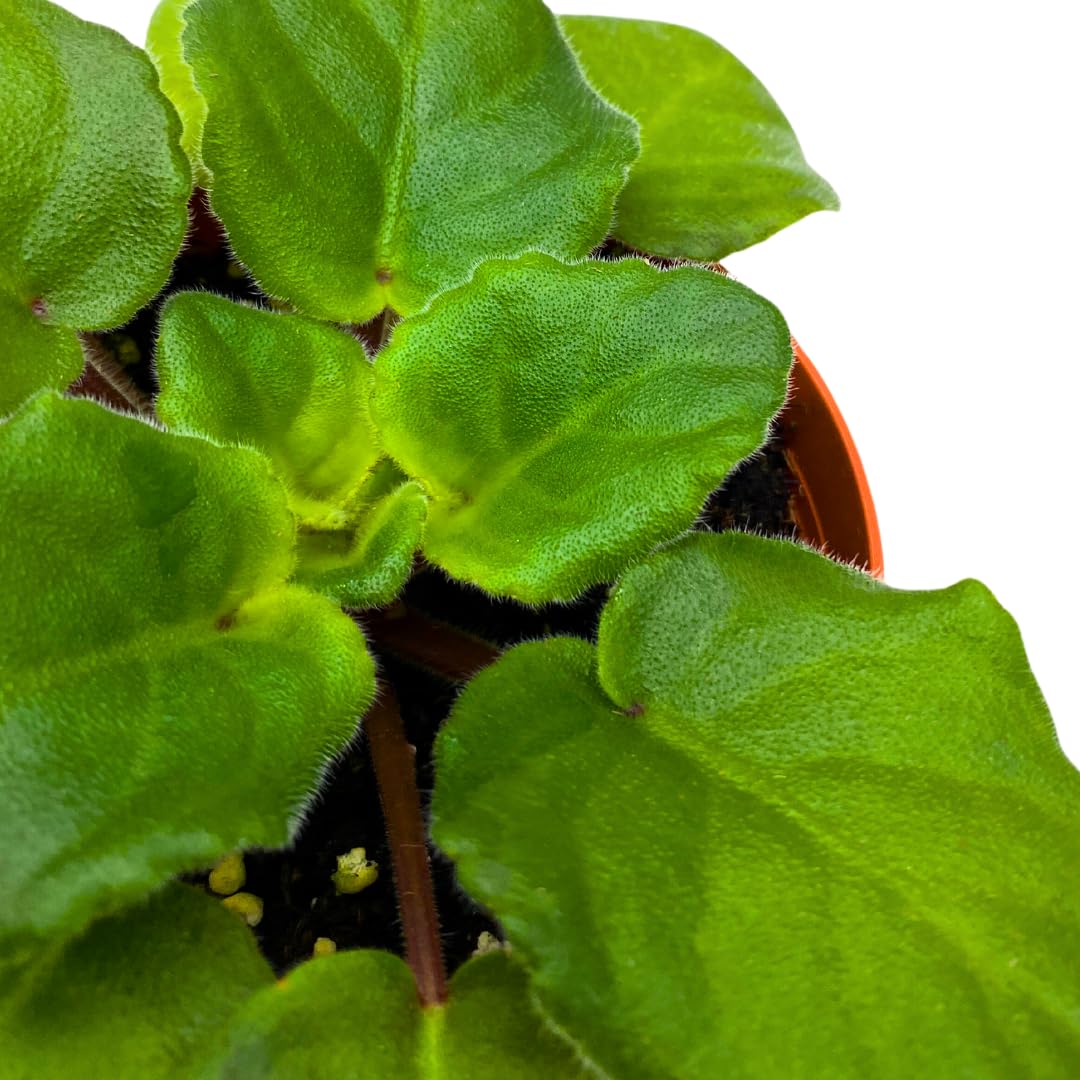 Harmony Foliage African Violet Ian Minuet 4 inch Pink Flower