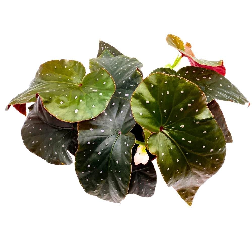 Harmony's Aurora Angel Wing, 6 inch Cane Begonia Dark Large Leaf Few Polkadots