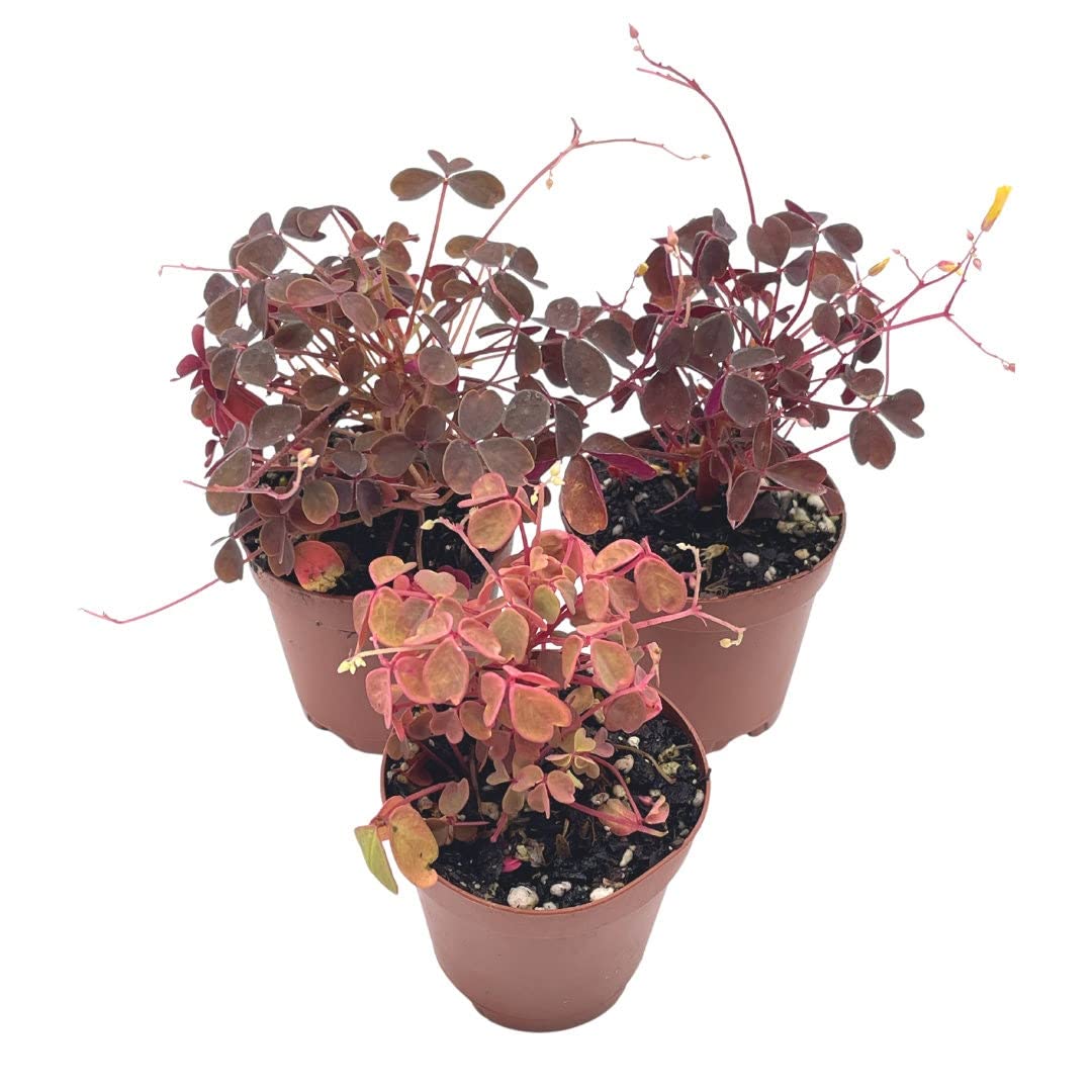 Oxalis Assortment, 2 inch pots, Wood Sorrel Variety, 3 Different Oxalis acetosella, Ebony, Purple Shamrock, and Pink or Cream