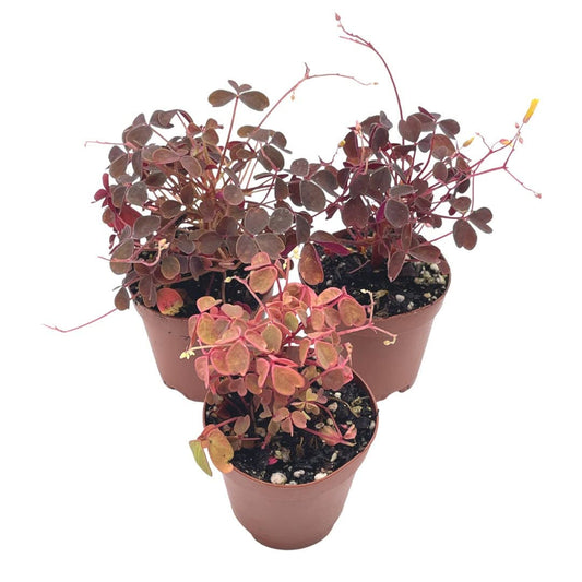 Oxalis Assortment, 2 inch pots, Wood Sorrel Variety, 3 Different Oxalis acetosella, Ebony, Purple Shamrock, and Pink or Cream