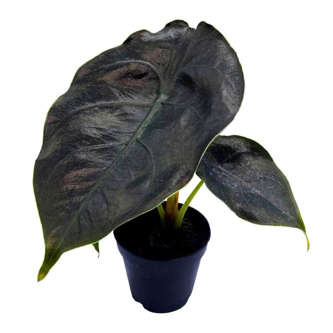 Alocasia Red Mambo, Alocasia Azlanii, Elephant Ear in 2 inch Pot