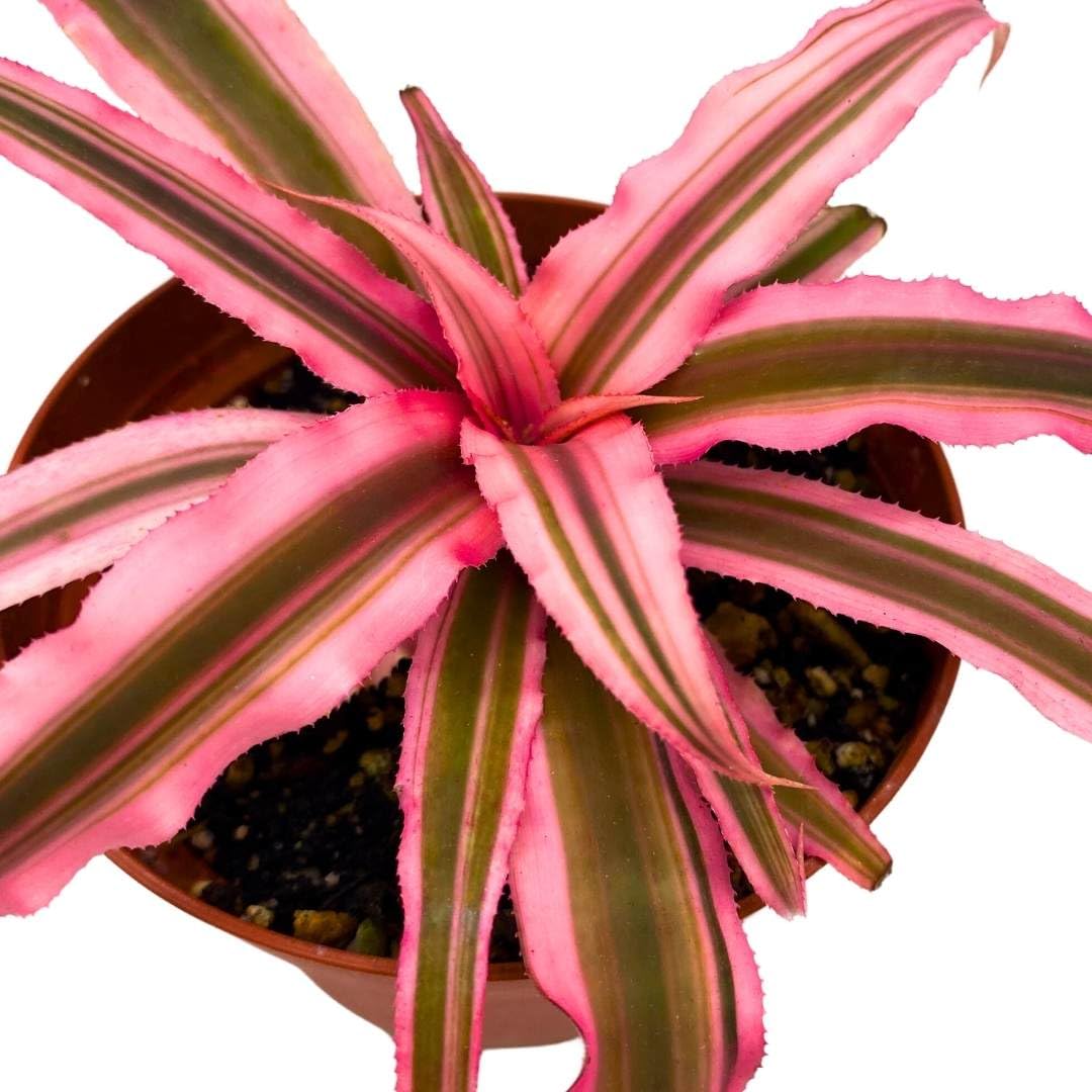 BubbleBlooms Pink and Green Crpyanthus Earth Star in a 4 inch Pot