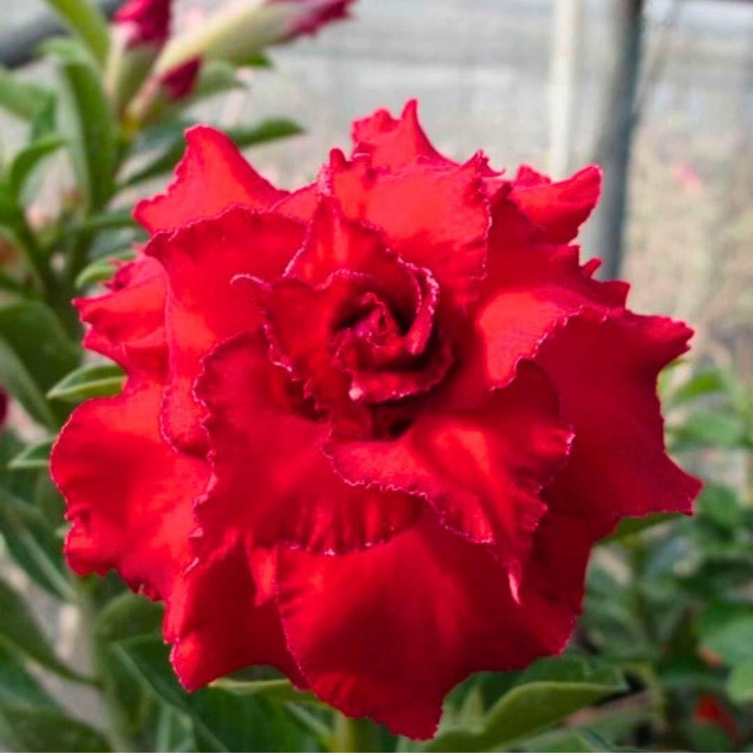 BubbleBlooms Desert Rose RC 169 Tuo Yao 5 inch Pot Red Ruffle Exotic Rare Flower