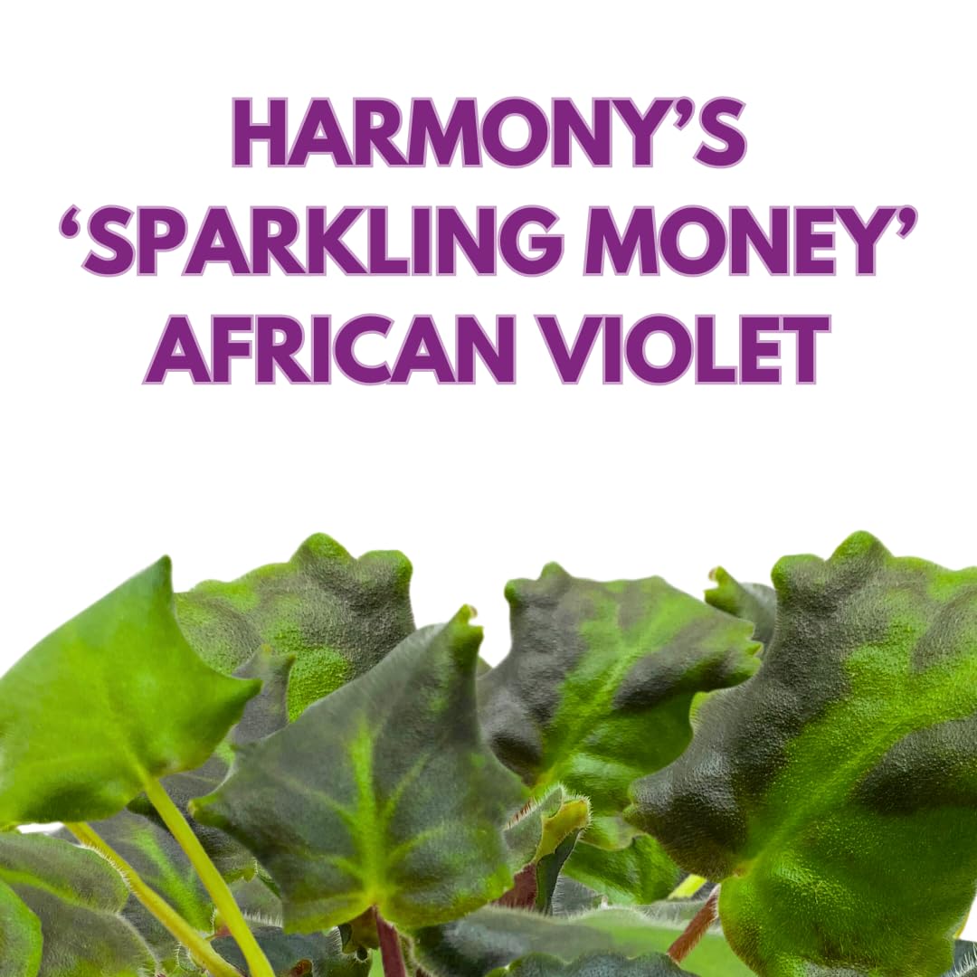 Harmony Foliage African Violet Sparkling Money 4 inch Pink White Flower