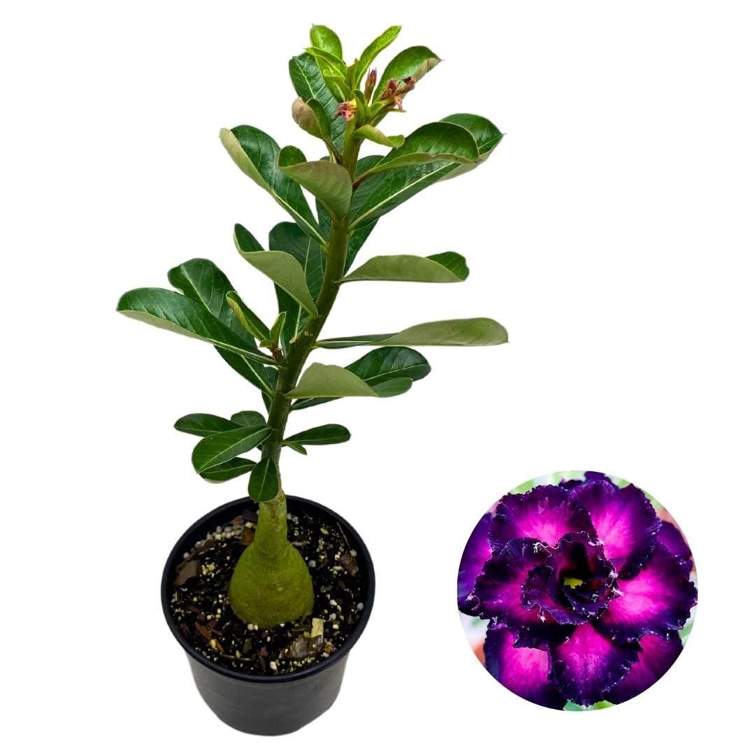 BubbleBlooms Desert Rose Purple Pupil 5 inch Pot Black Purple Variegated Exotic Rare Flower