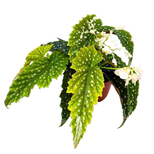 Harmony's Goddess Angel Wing Cane Begonia 6 inch Premium Hybrid