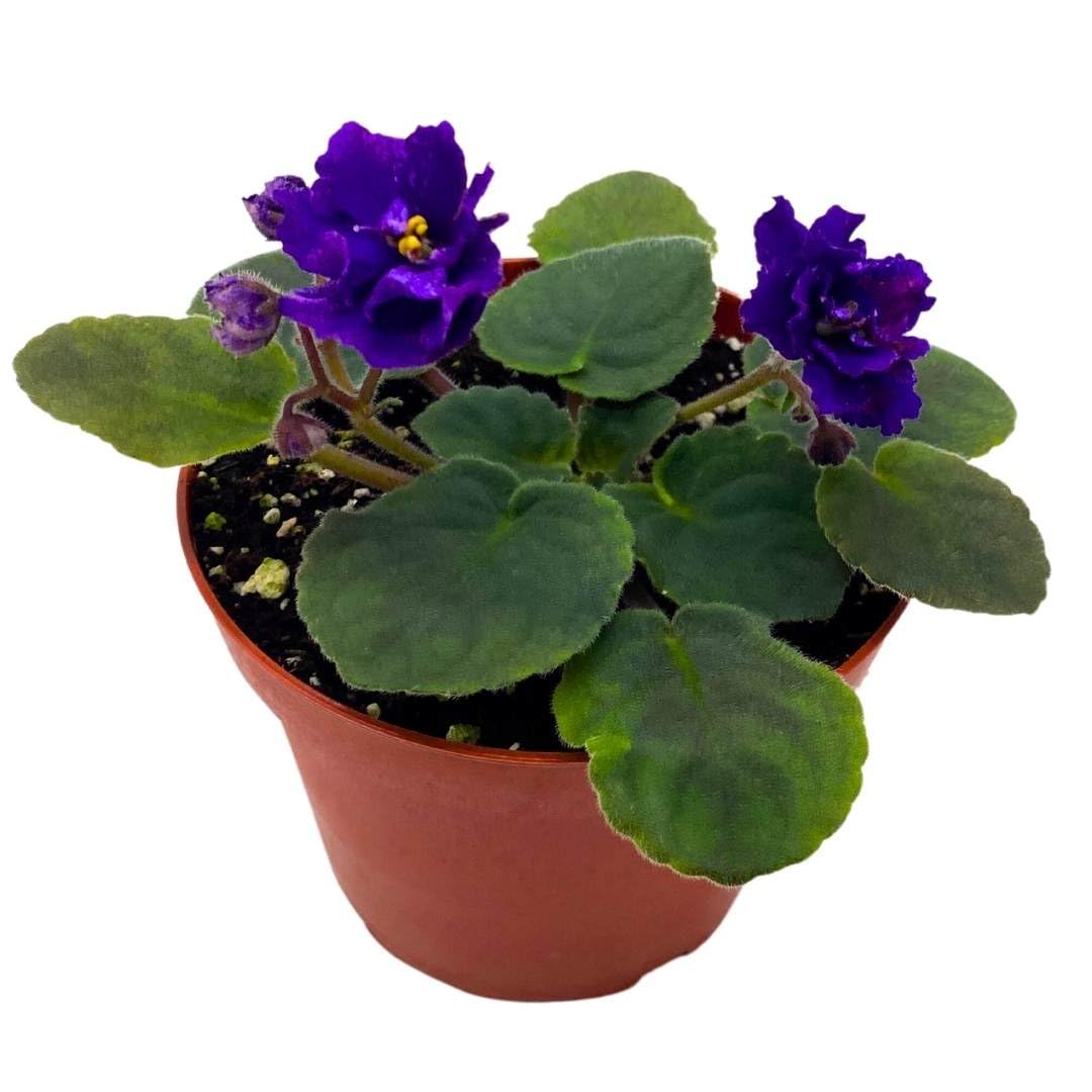 Harmony Foliage African Violet Cajun's Beautiful Oblivion in a 4 inch Pot Blue Flower