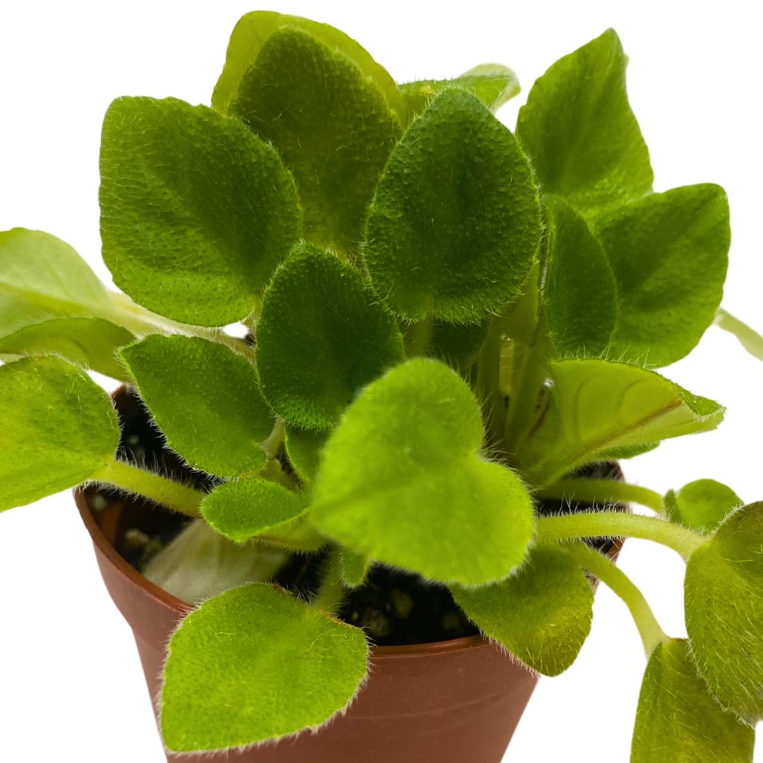 Harmony Foliage Mini African Violet Rob's Loose Noodle, 2 inch Purple Flower