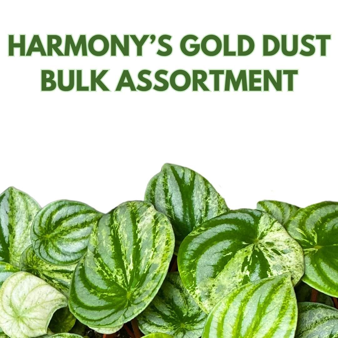 Harmony Foliage Harmony's Gold Dust Variegated Watermelon Peperomia in 4 inch pots 30-Pack Bulk Wholesale Plants