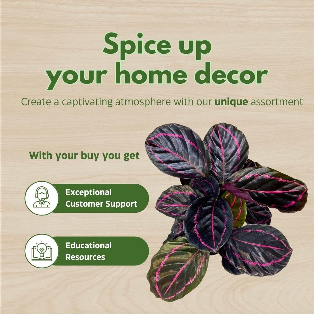 BubbleBlooms Calathea Dottie Black Rose Roseopicta in a 4 inch Pot