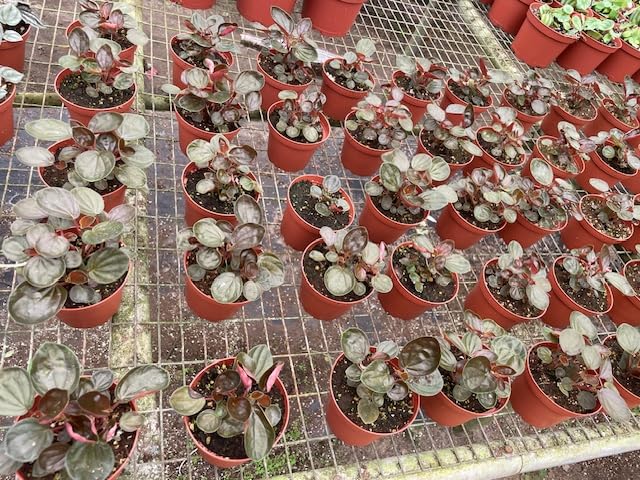 BubbleBlooms Peperomia Rugosa Wholesale Bulk Plants 4 inch 30-Pack