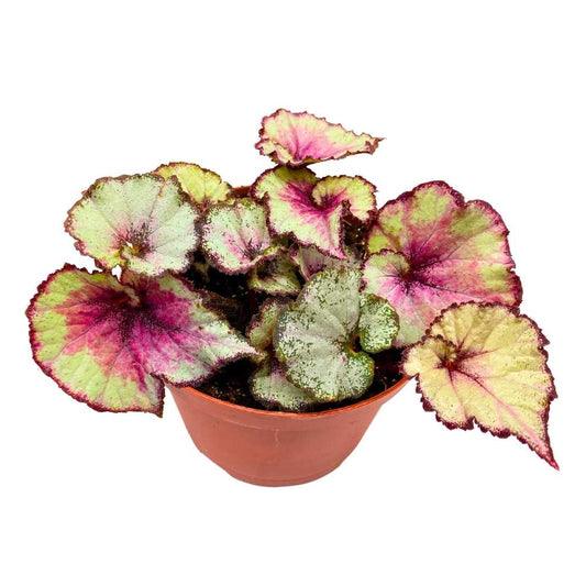 Harmony's Nebula Begonia Rex 6 inch White Gray Purple Swirl Pink Blush