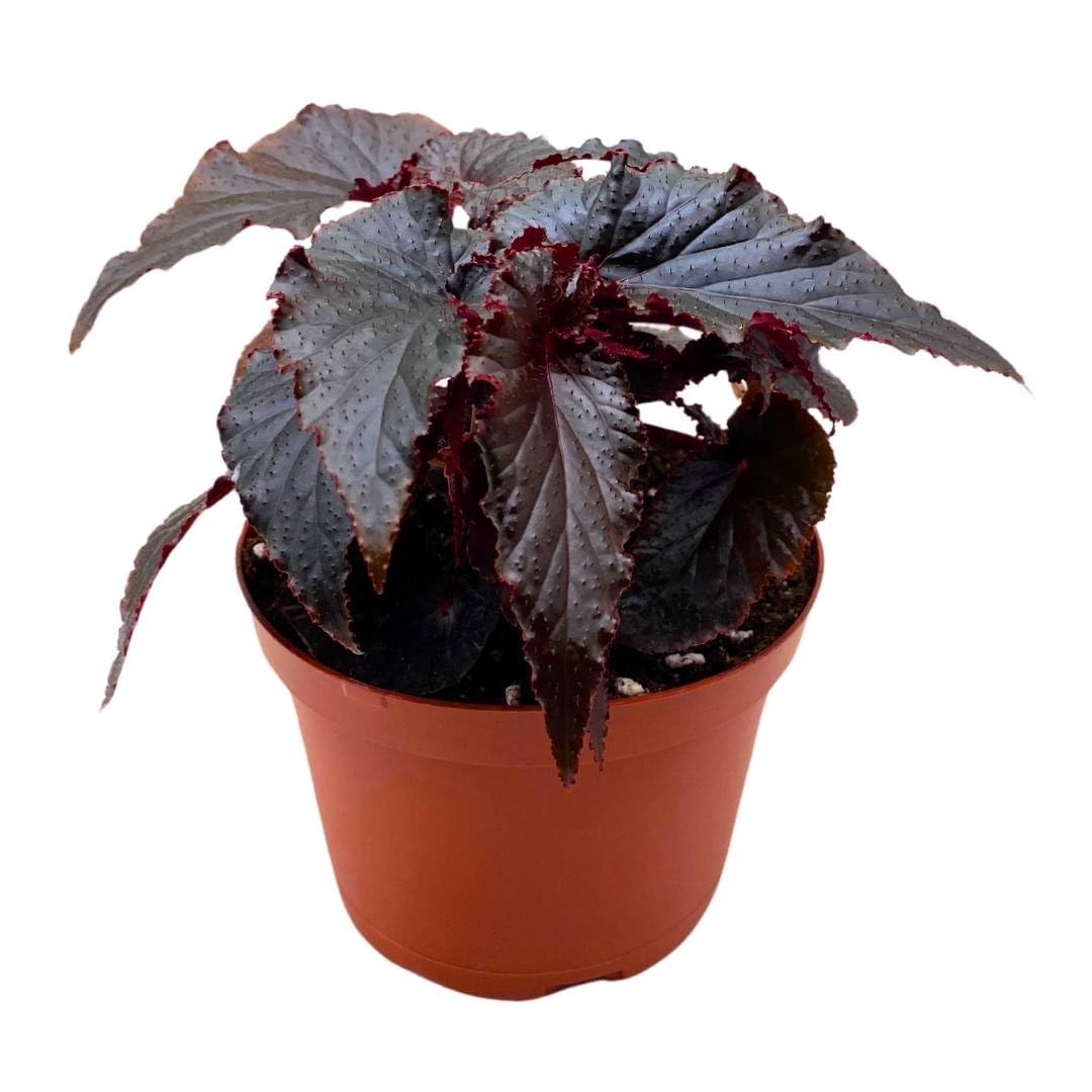 Harmony Foliage Begonia Black Magic Angel Wing Cane 6 inch