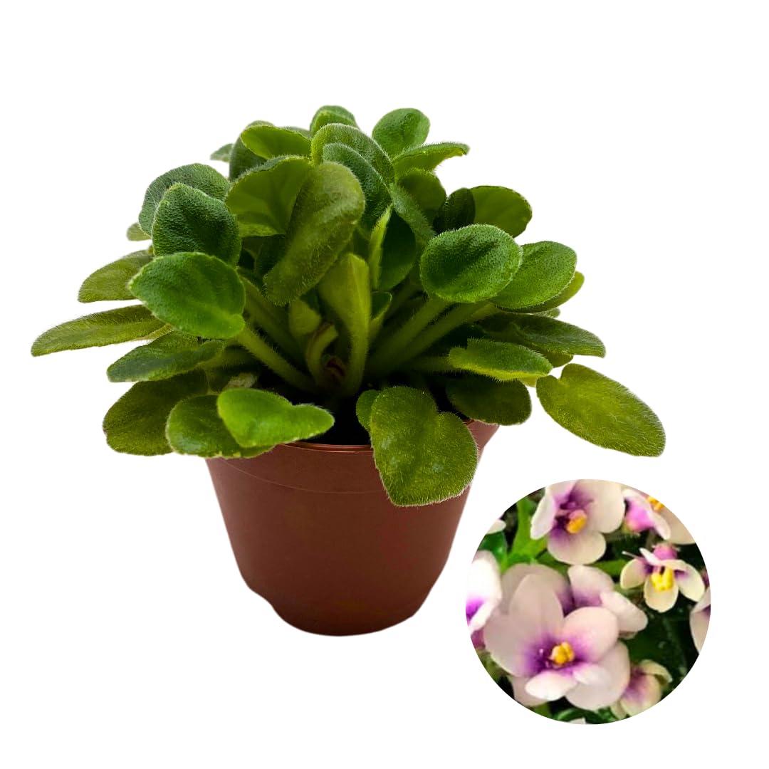 Harmony Foliage Mini African Violet Hunter's Butterfly Kisses 2 inch White Pink Flower