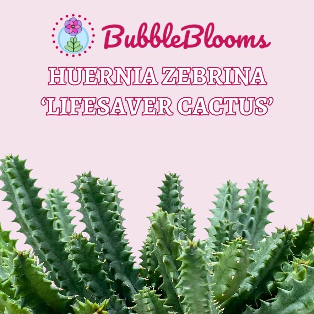 BubbleBlooms Lifesaver Stapelia Huernia Zebrina in a 6 inch Pot