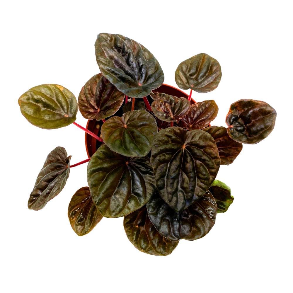 Peperomia Chocolate 4 inch Dark Red Brown Caperata