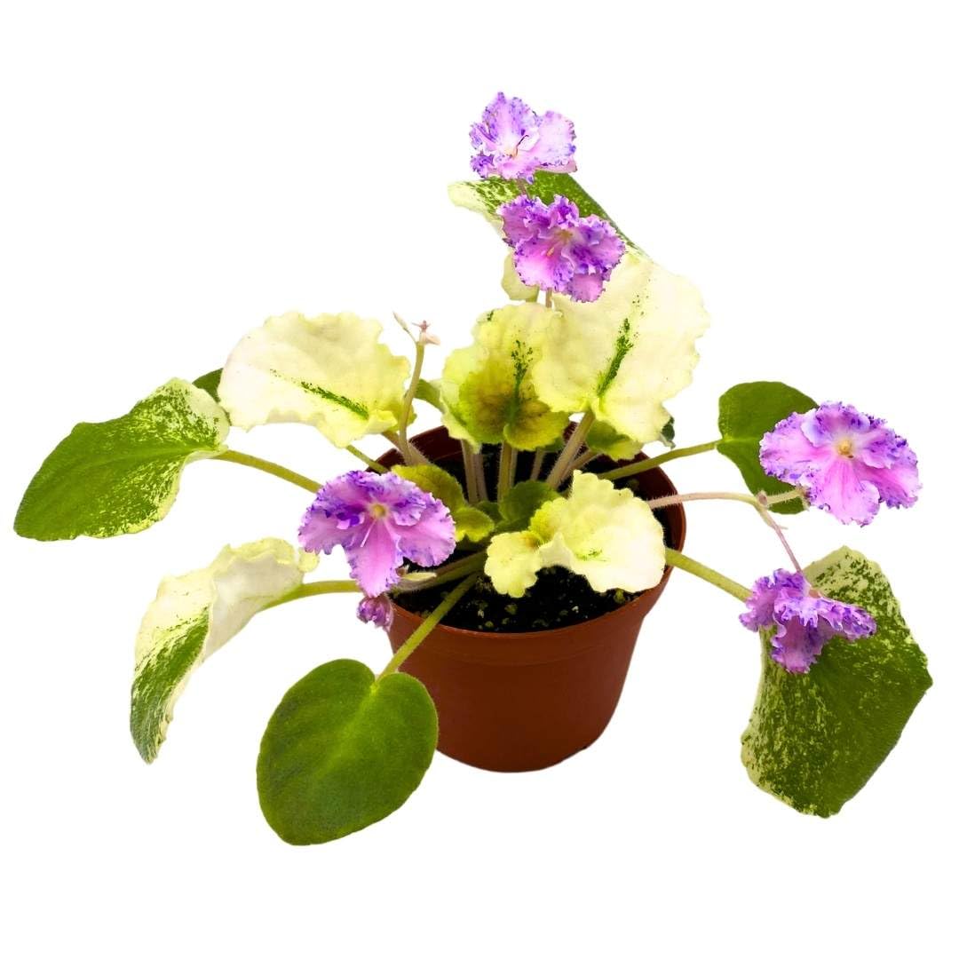 Harmony Foliage African Violet Harmony's Love Bug 4 inch Gesneriad