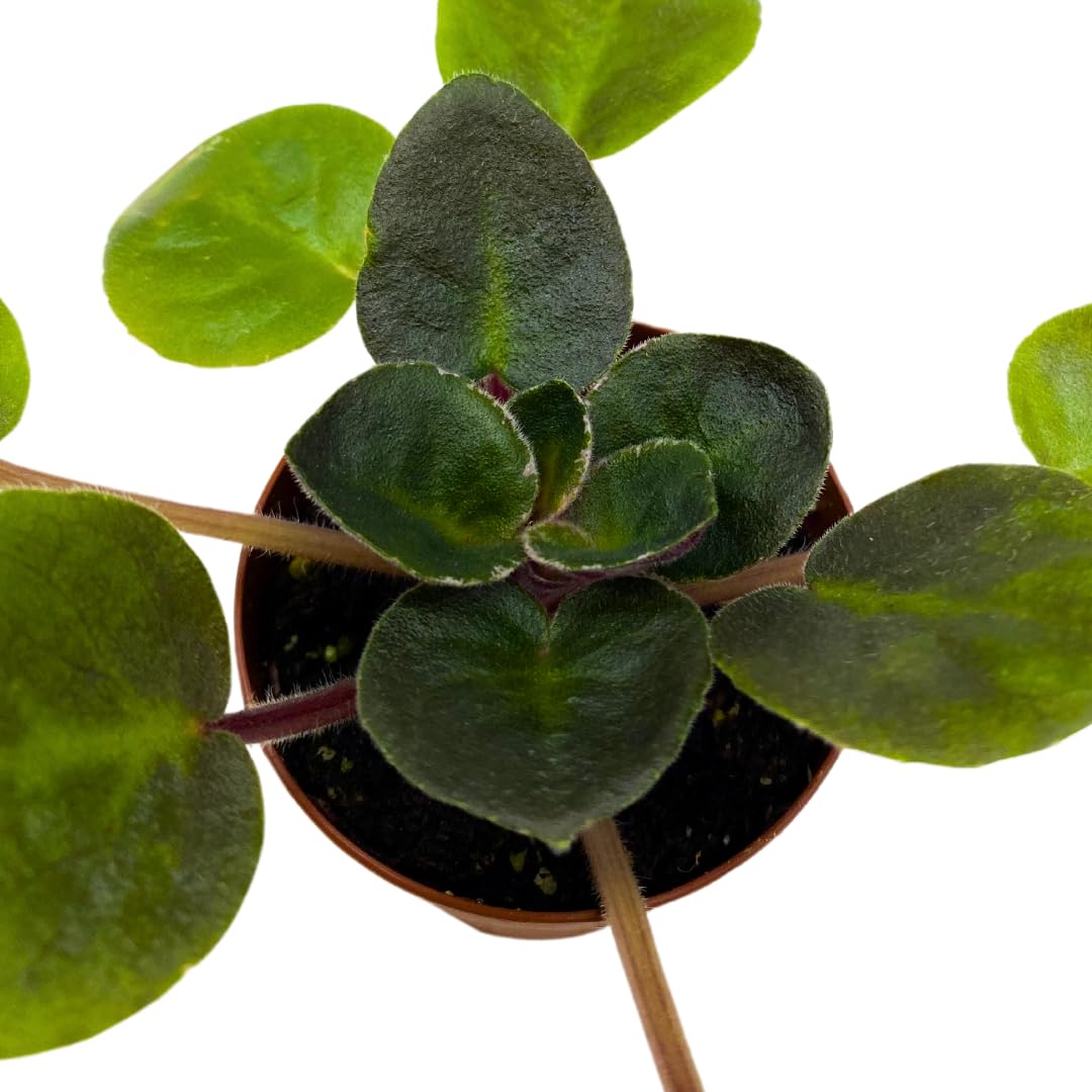 Harmony Foliage Mini African Violet Rob's Outer Orbit, 2 inch Purple Flower