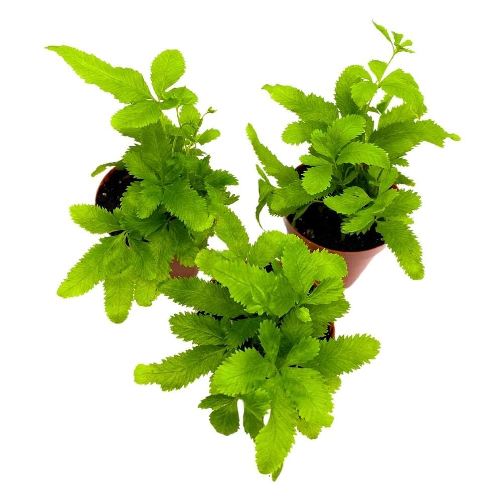 Ribbon Fern, 2 inch Set of 3 Brake Fern Pteris cretica Tiny Mini Pixie Plants